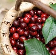 🍒  Valle del Jerte RECOGIDA DE CEREZAS 6 y 7 JUNIO 🍒 30€